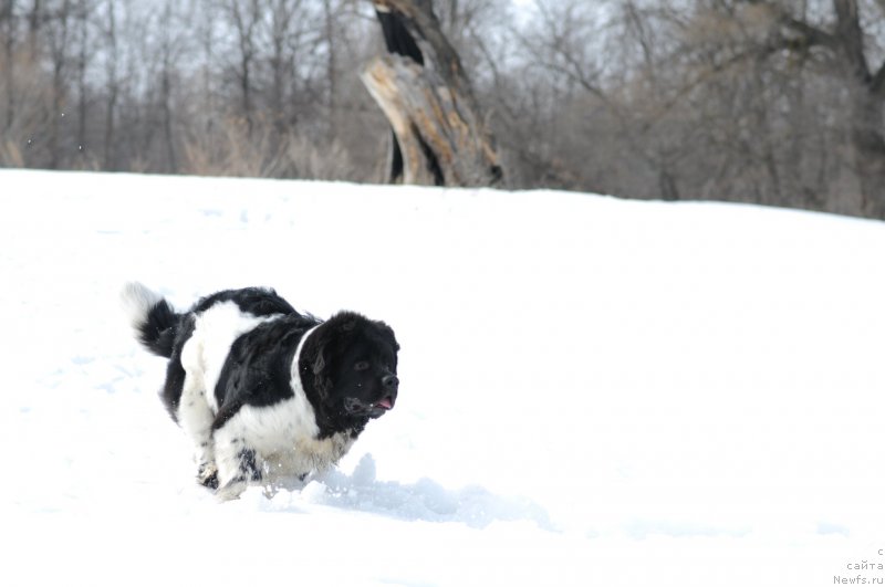 Фотография № 130287