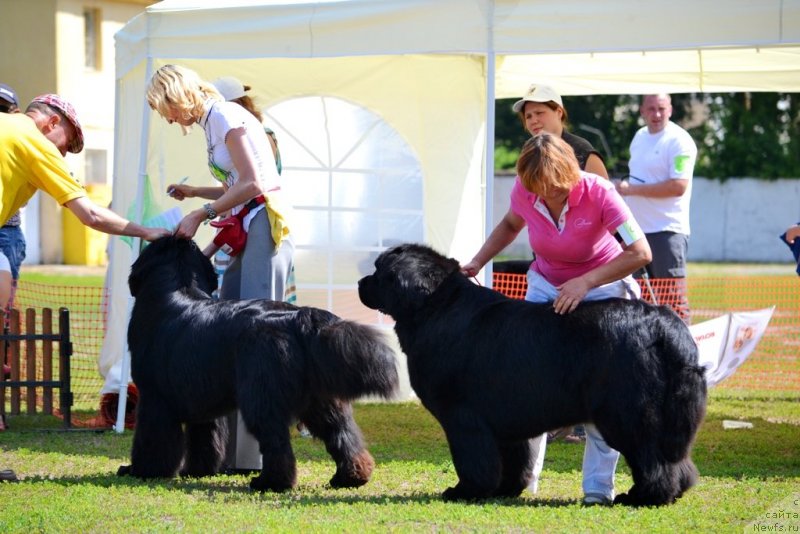 Фото: ньюфаундленд Флагман от Сибирского Медведя (Flagman ot Sibirskogo Medvedja), ньюфаундленд Иван Царевич из Тихого Омута (Ivan Tsarevich iz Tihogo Omuta)