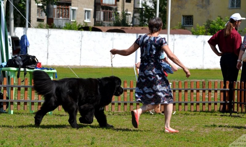 Фото: ньюфаундленд Блэк Диамонд Агидель от Потапа Увертюра