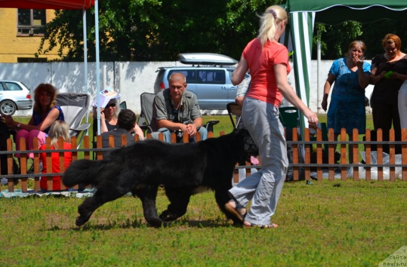 Фото: ньюфаундленд Супер Бизон Зая