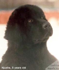 Фото: ньюфаундленд Армилла Дарси Блэк Дайвер