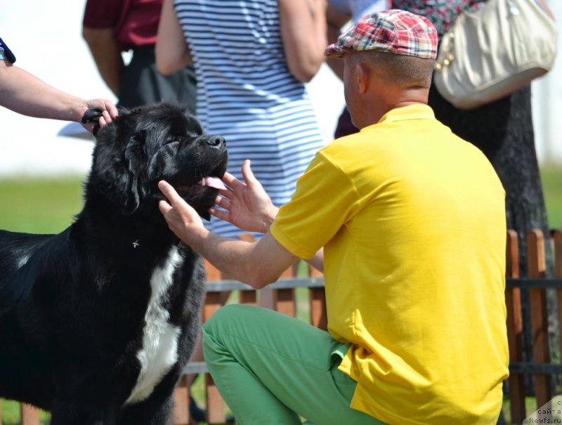Фото: ньюфаундленд Супер Бизон Индия