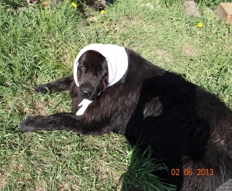 Фото: ньюфаундленд Александрия Моя Радость