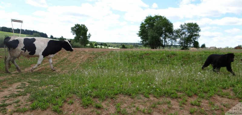 Фото: ньюфаундленд Александрия Моя Радость