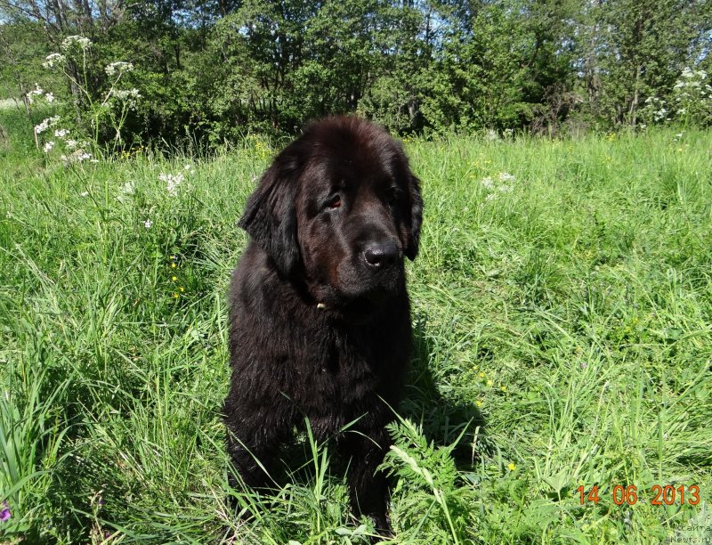 Фото: ньюфаундленд Александрия Моя Радость