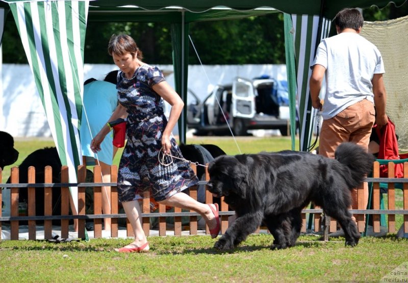 Фото: ньюфаундленд Блэк Диамонд Агидель от Потапа Увертюра