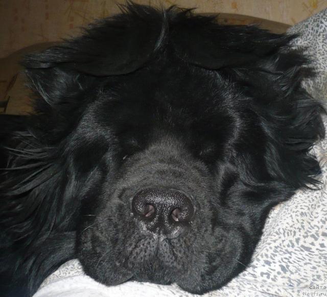 Фото: ньюфаундленд Ундина Белл-Айл от Цацибы (Undina Bell-Ail ot Tsatsyby)