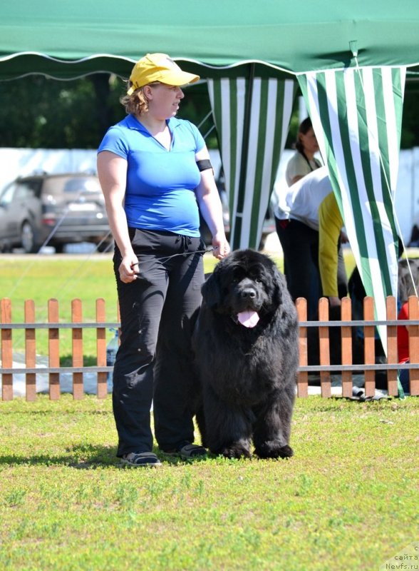 Фото: ньюфаундленд Акватория Келвин Изумрудный Дождь (Aquatoria Kelvin Izumrudny Dozhd)