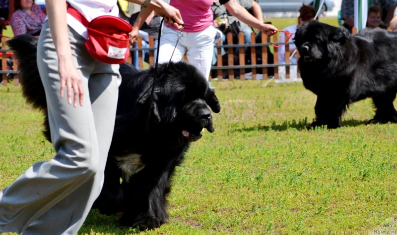 Фото: ньюфаундленд Флагман от Сибирского Медведя (Flagman ot Sibirskogo Medvedja)