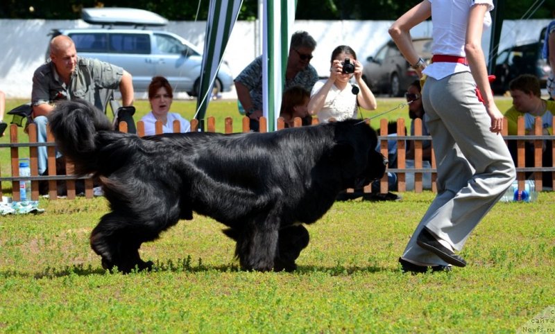 Фото: ньюфаундленд Флагман от Сибирского Медведя (Flagman ot Sibirskogo Medvedja)