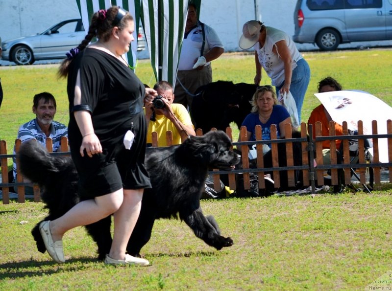 Фото: ньюфаундленд Ньюфорт Тайм'с Голд Алекса