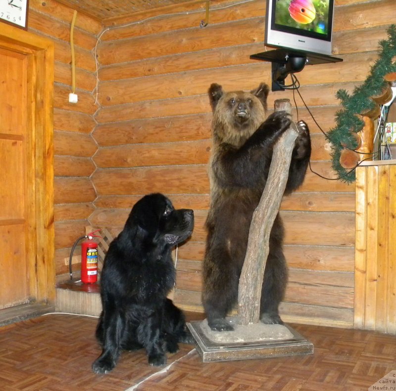 Фотография № 130357