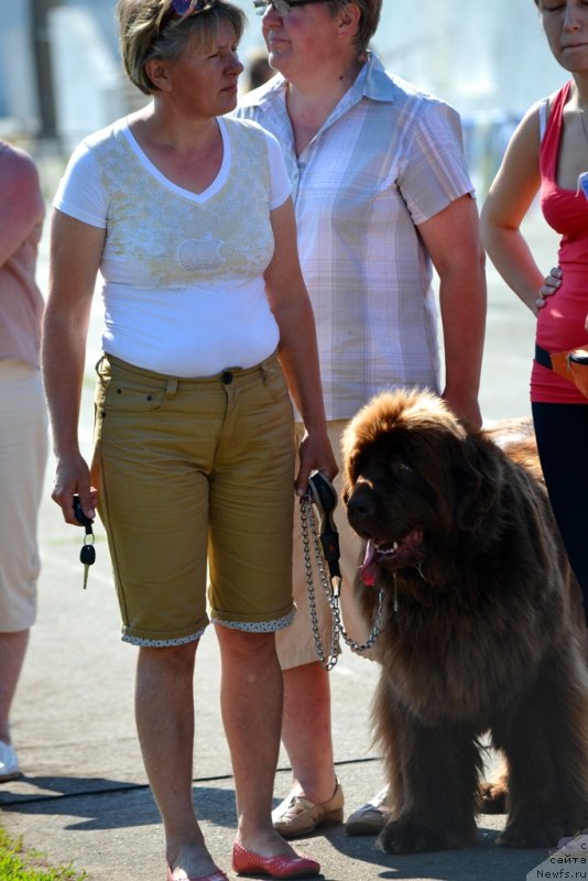 Фото: ньюфаундленд Бархатка Роскошная