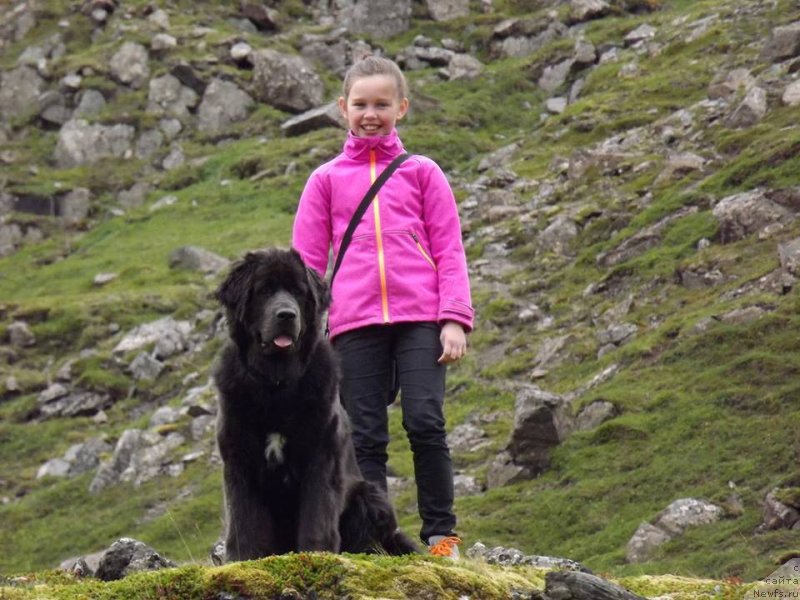 Фото: ньюфаундленд Юа Май Принцесс