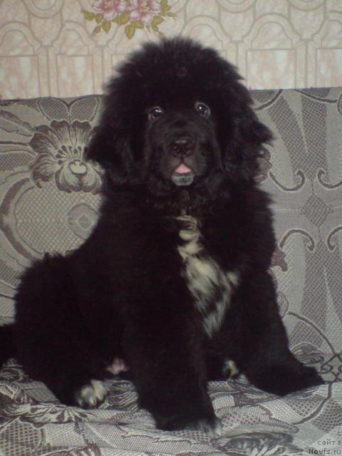 Фото: ньюфаундленд Питерньюф Жизнь Хороша (Piternyuf Zhizn' Horosha)