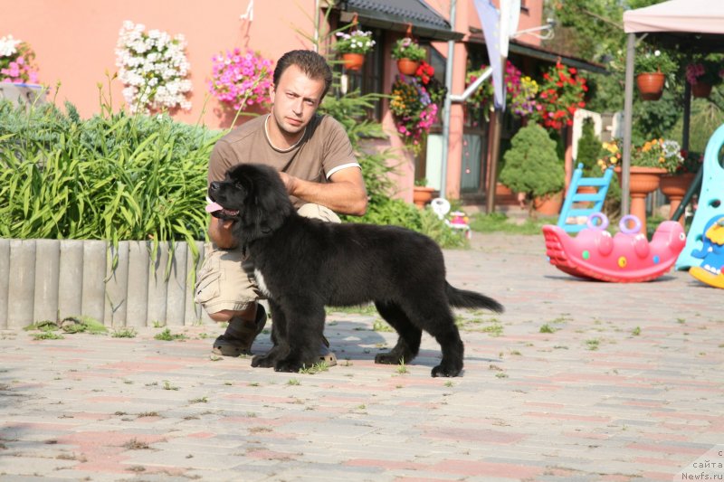 Фото: ньюфаундленд The Most Beautiful Dark New Wave