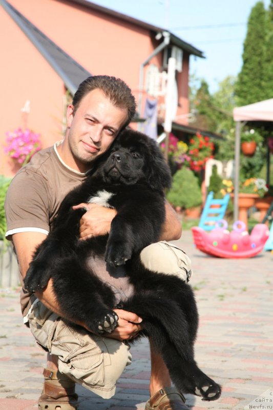 Фото: ньюфаундленд The Most Beautiful Dark New Wave