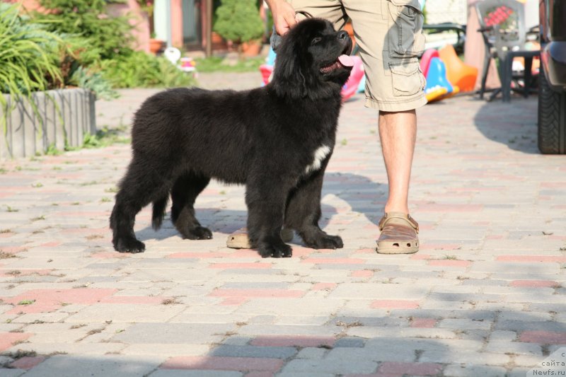 Фото: ньюфаундленд The Most Beautiful Dark New Wave