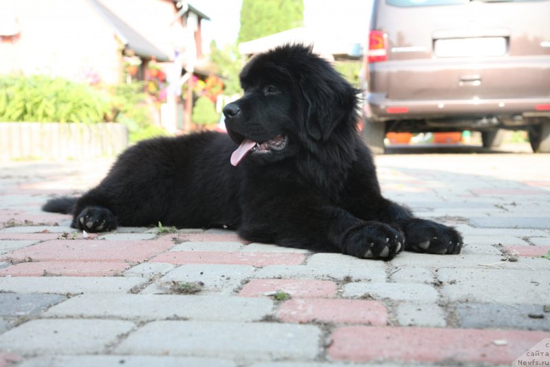 Фото: ньюфаундленд The Most Beautiful Dark New Wave