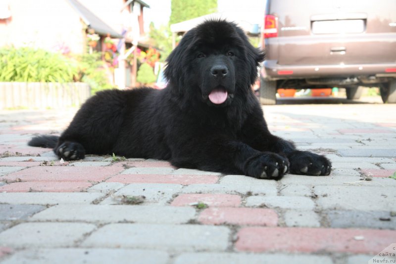 Фото: ньюфаундленд The Most Beautiful Dark New Wave