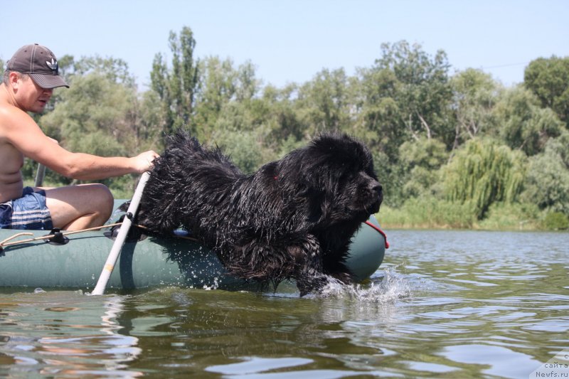 Фото: ньюфаундленд Счастливый Случай Кара Дениз (Schastlivyj Sluchay Kara Deniz)