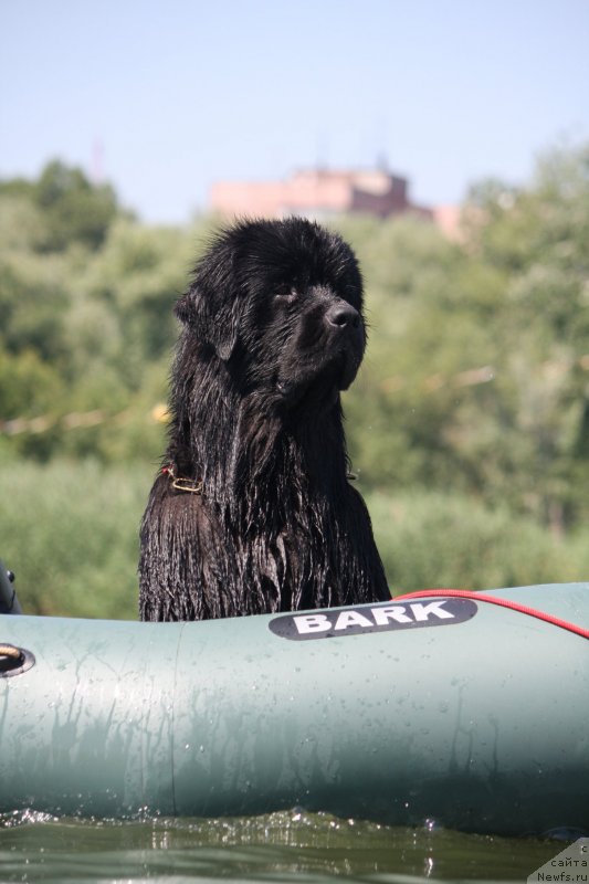Фото: ньюфаундленд Счастливый Случай Кара Дениз (Schastlivyj Sluchay Kara Deniz)