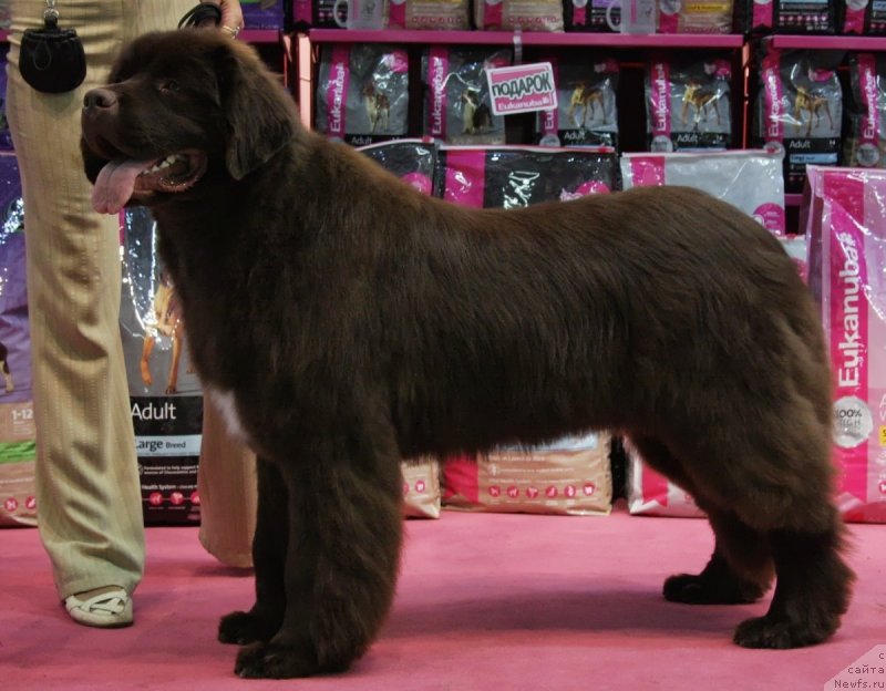 Фото: ньюфаундленд Акватория Келвин Хизер Хани (Aquatoriya Kelvin Heather Honey), Юлиана Никифорова