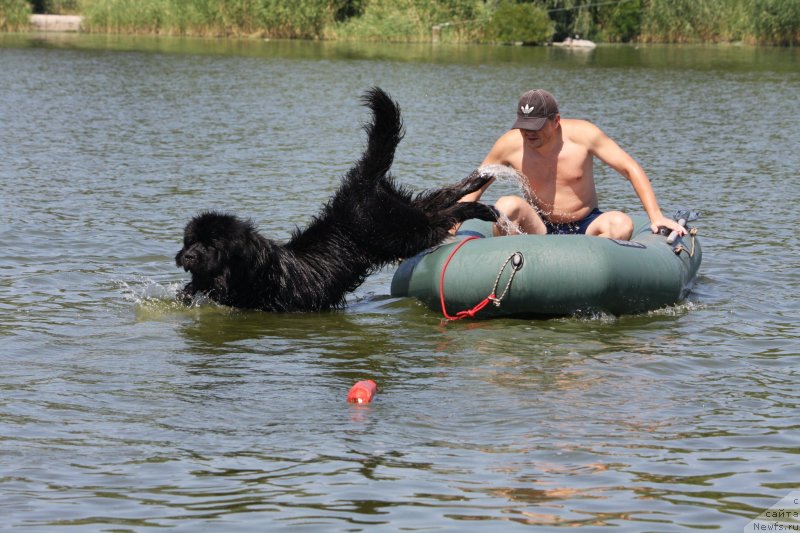 Фото: ньюфаундленд Счастливый Случай Кара Дениз (Schastlivyj Sluchay Kara Deniz)