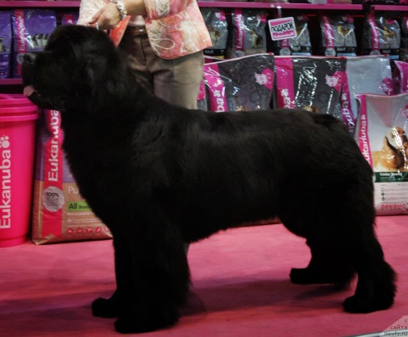 Фото: ньюфаундленд Бегущая по Волнам Зефирин Друэн (Beguschaya po Volnam Zephirine Drouhin), Ольга Королева