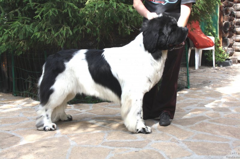 Фото: ньюфаундленд Супер Бизон Батон