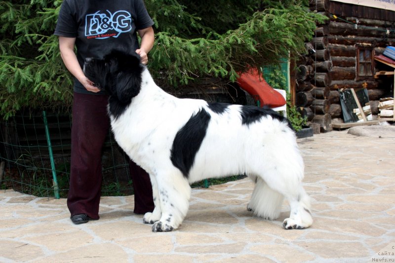 Фото: ньюфаундленд Супер Бизон Батон