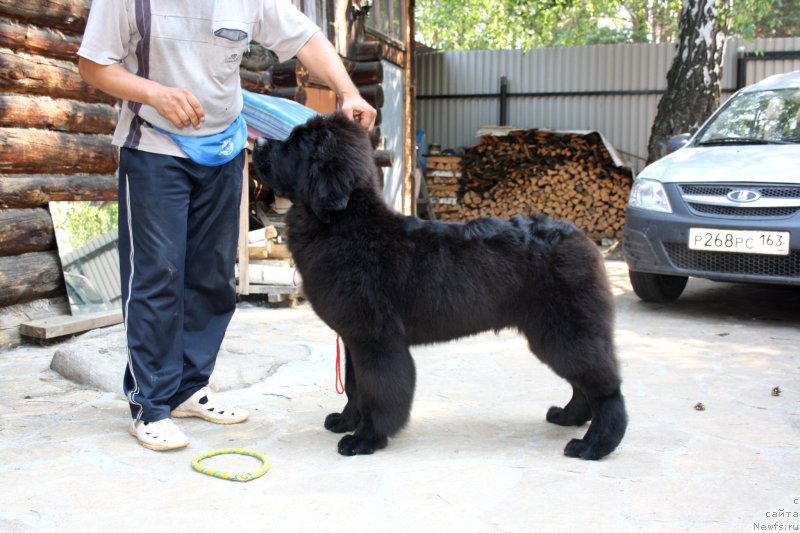 Фото: ньюфаундленд Дак Прайд Валентино (Dark Pride Valentino)
