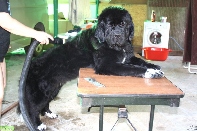 Фото: ньюфаундленд Супер Бизон Индия