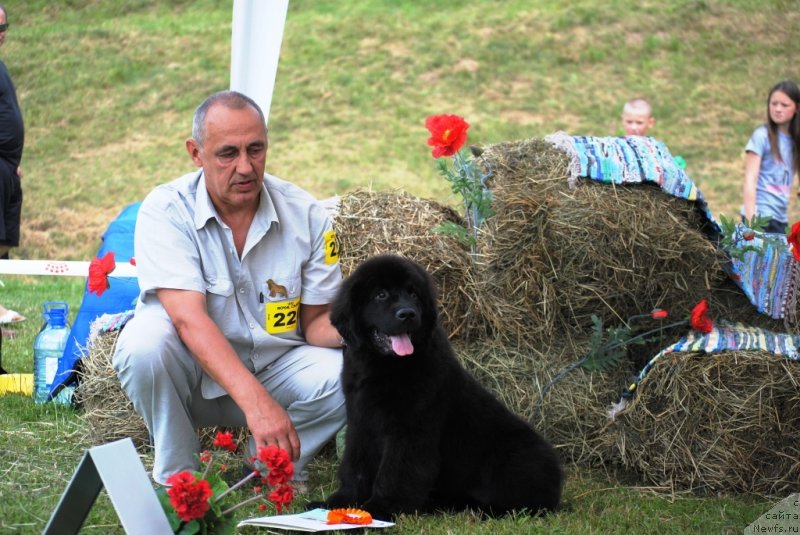 Фото: ньюфаундленд Чудо Чойс Звездного Дара с Берега Дона (Chudo Choice Zvezdnyj Dar s Berega Dona)