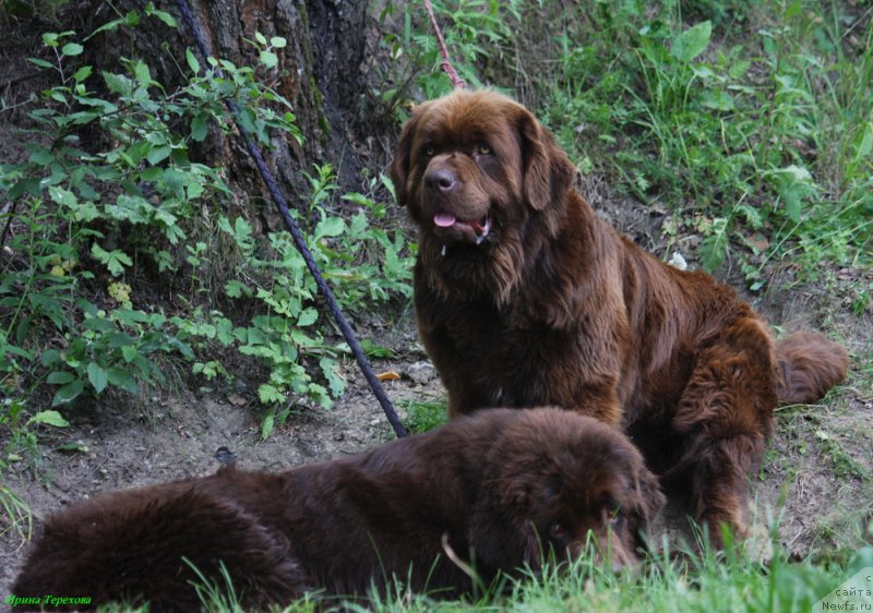 Фото: ньюфаундленд Великий Медведь Камелия, ньюфаундленд Чарли Де Бест Хелфи Пэл (Charli The Best Helfi Pel)