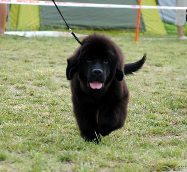 Фото: ньюфаундленд Чудо Чойс Звездного Дара с Берега Дона (Chudo Choice Zvezdnyj Dar s Berega Dona)