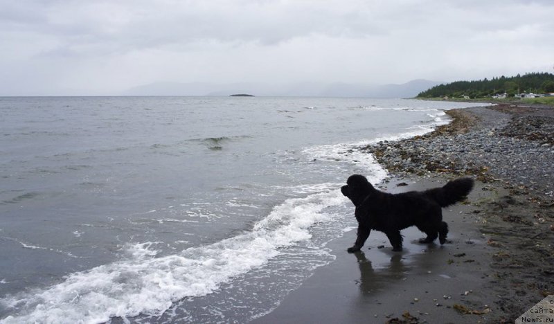 Фото: ньюфаундленд Skippers Only You for Smigar