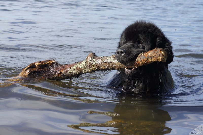 Фотография № 130449