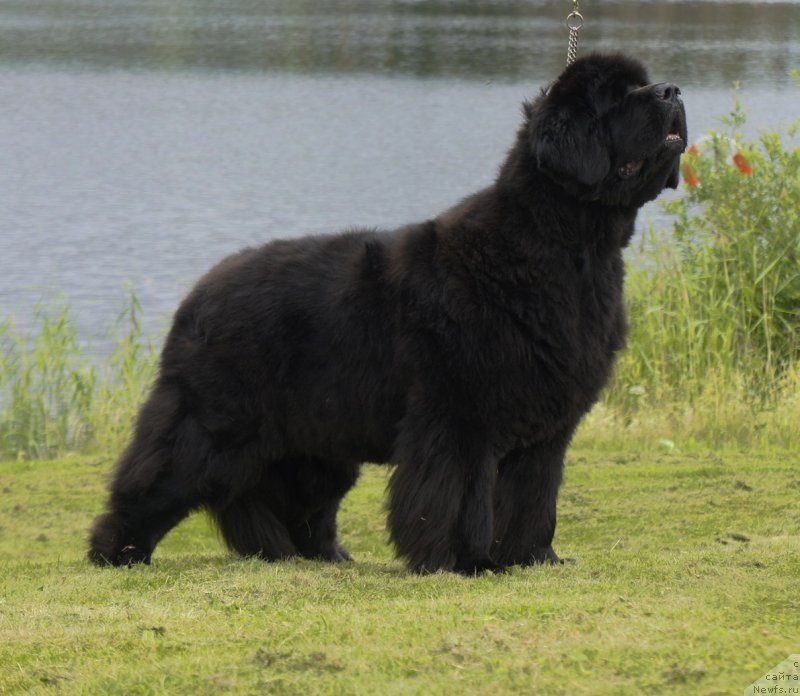 Фото: ньюфаундленд Skippers Only You for Smigar