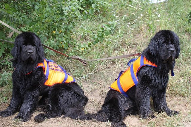 Фотография № 130460