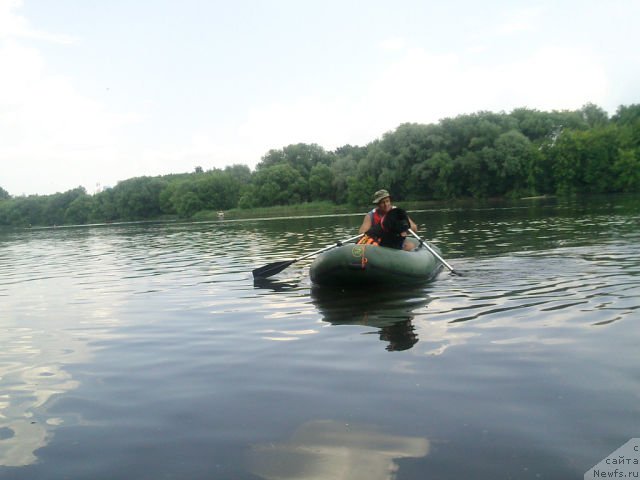 Фото: ньюфаундленд Топтыжка Герой Нашего Времени (Toptyzhka Geroy Nashego Vremeni)