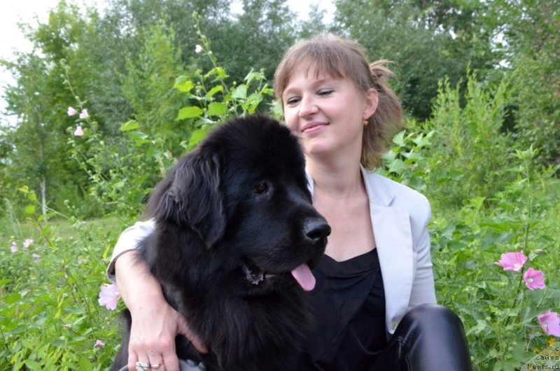 Фото: Ирина Павлова, ньюфаундленд Би Перфект Арабелла