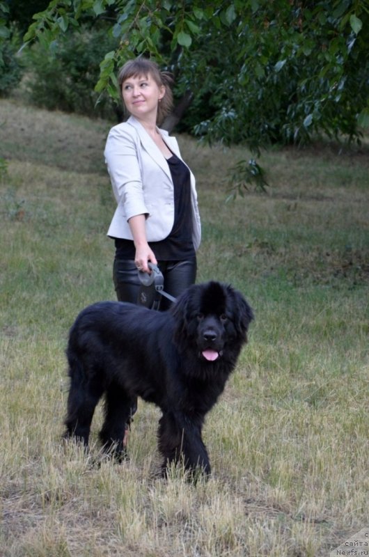 Фото: Ирина Павлова, ньюфаундленд Би Перфект Арабелла
