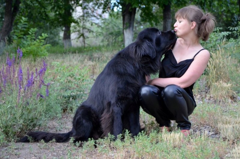 Фото: Ирина Павлова, ньюфаундленд Би Перфект Арабелла