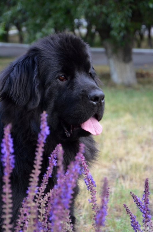 Фото: ньюфаундленд Би Перфект Арабелла