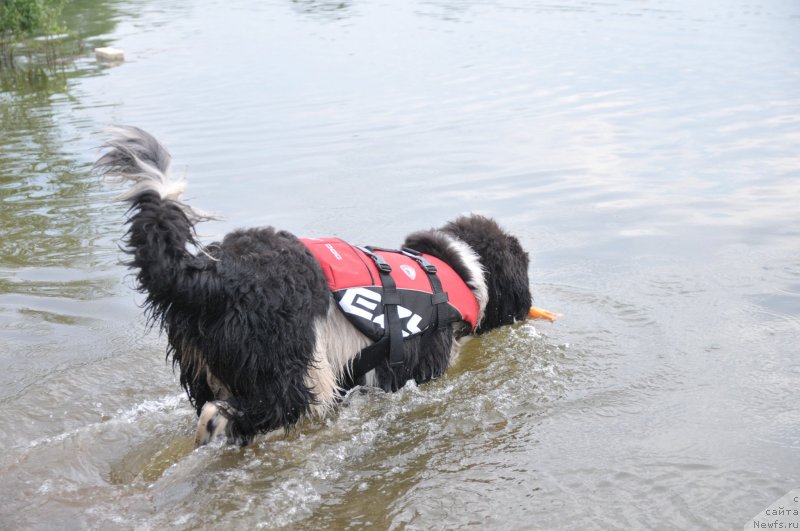 Фото: ньюфаундленд Кипер Соул Найс Гай (Keeper Soul Nice Guy)