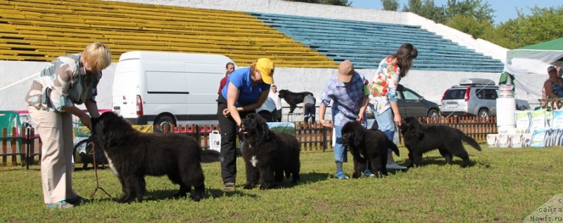 Фото: ньюфаундленд Акватория Келвин Щ'арми Соллей, ньюфаундленд Акватория Келвин Щедривчик (Aquatoriya Kelvin Schedrivchik), Обуш Шед Вильгельм Тиль, ньюфаундленд Фест-Райт Чемп (First-Right Champ)