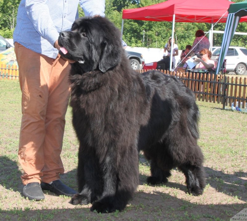 Фото: ньюфаундленд Midnight Lady's Morning Glory