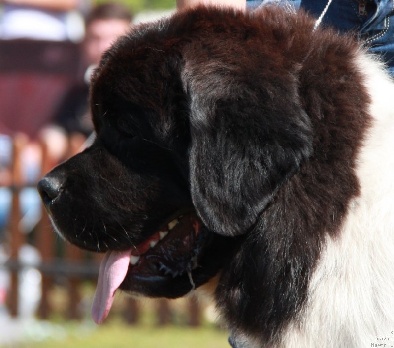 Фотография № 130538