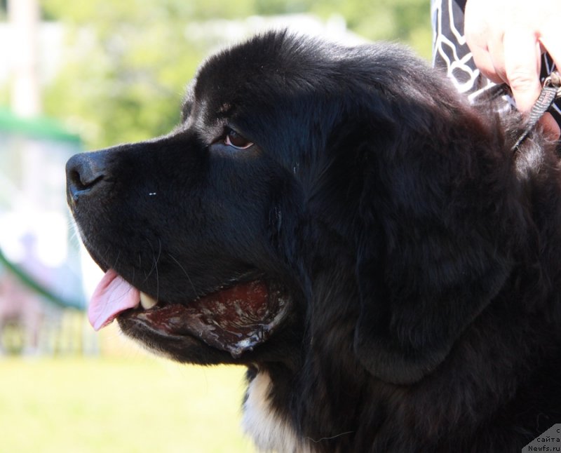 Фото: ньюфаундленд Сент Джонс Гламур Леди (Sent Djons Glamour Lady)